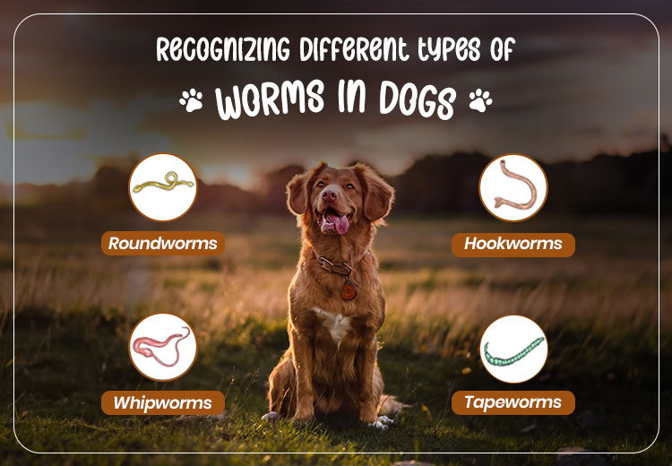 recognizing-different-types-of-worms-in-dogs